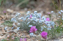 Слика од Eritrichium pectinatum (Pall.) DC.