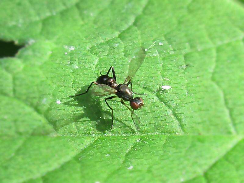 Image of black scavenger flies