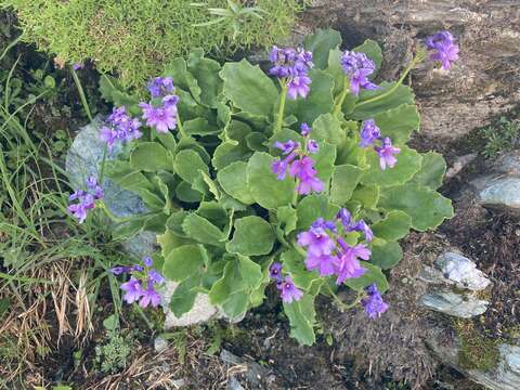 Primula latifolia Lapeyr. resmi