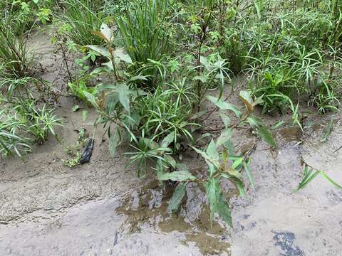 Imagem de Persicaria barbata (L.) H. Hara