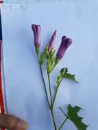 Image of ginger-leaf morning-glory