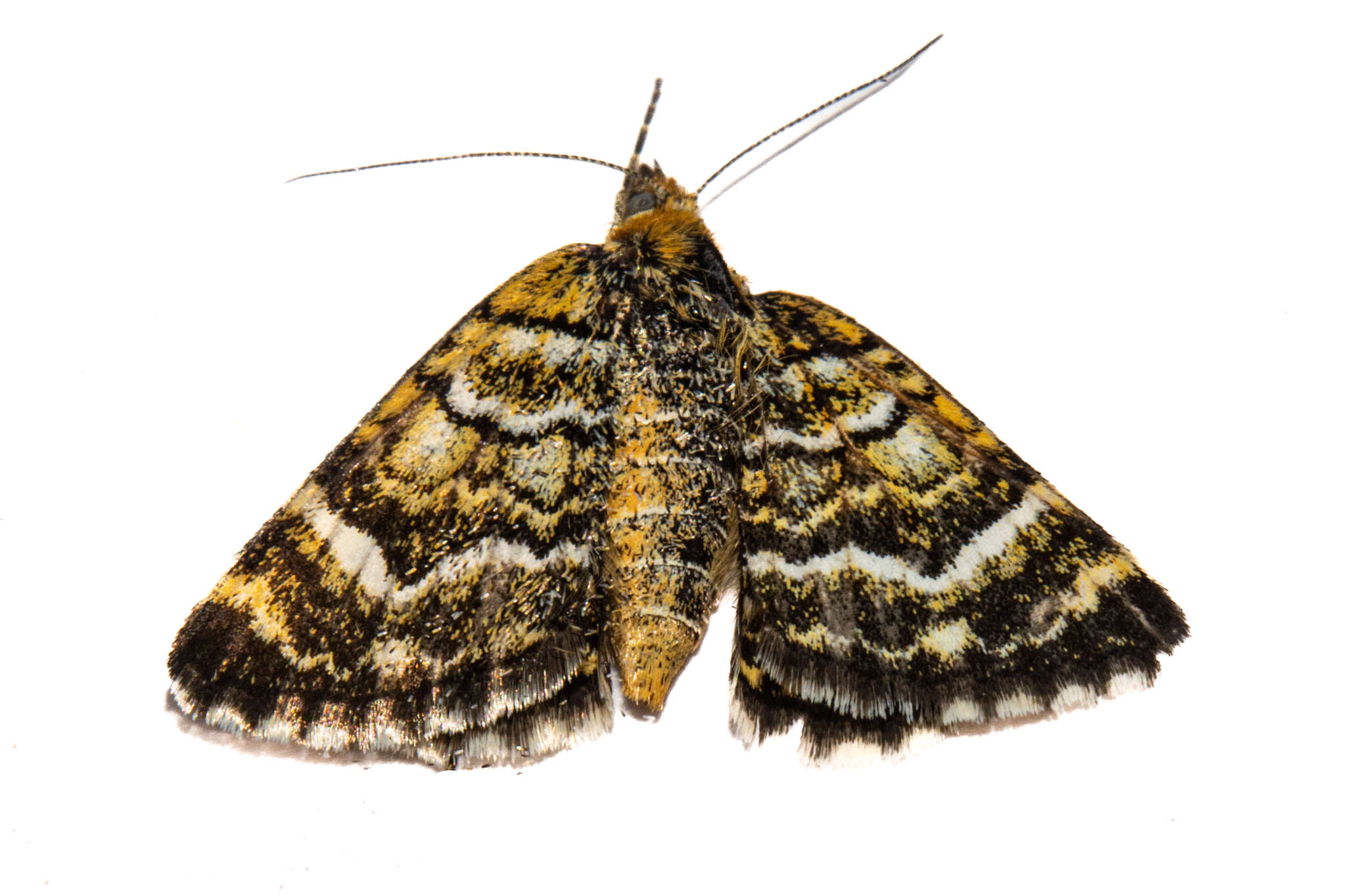 Image of Notoreas paradelpha Meyrick 1883