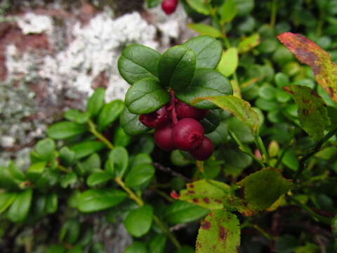 Image of lingonberry