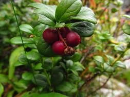 Image of lingonberry