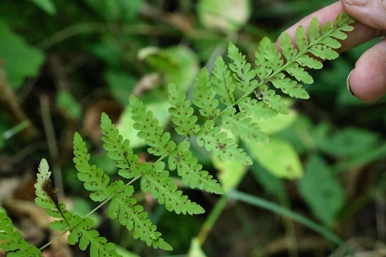 Image of bulblet bladderfern