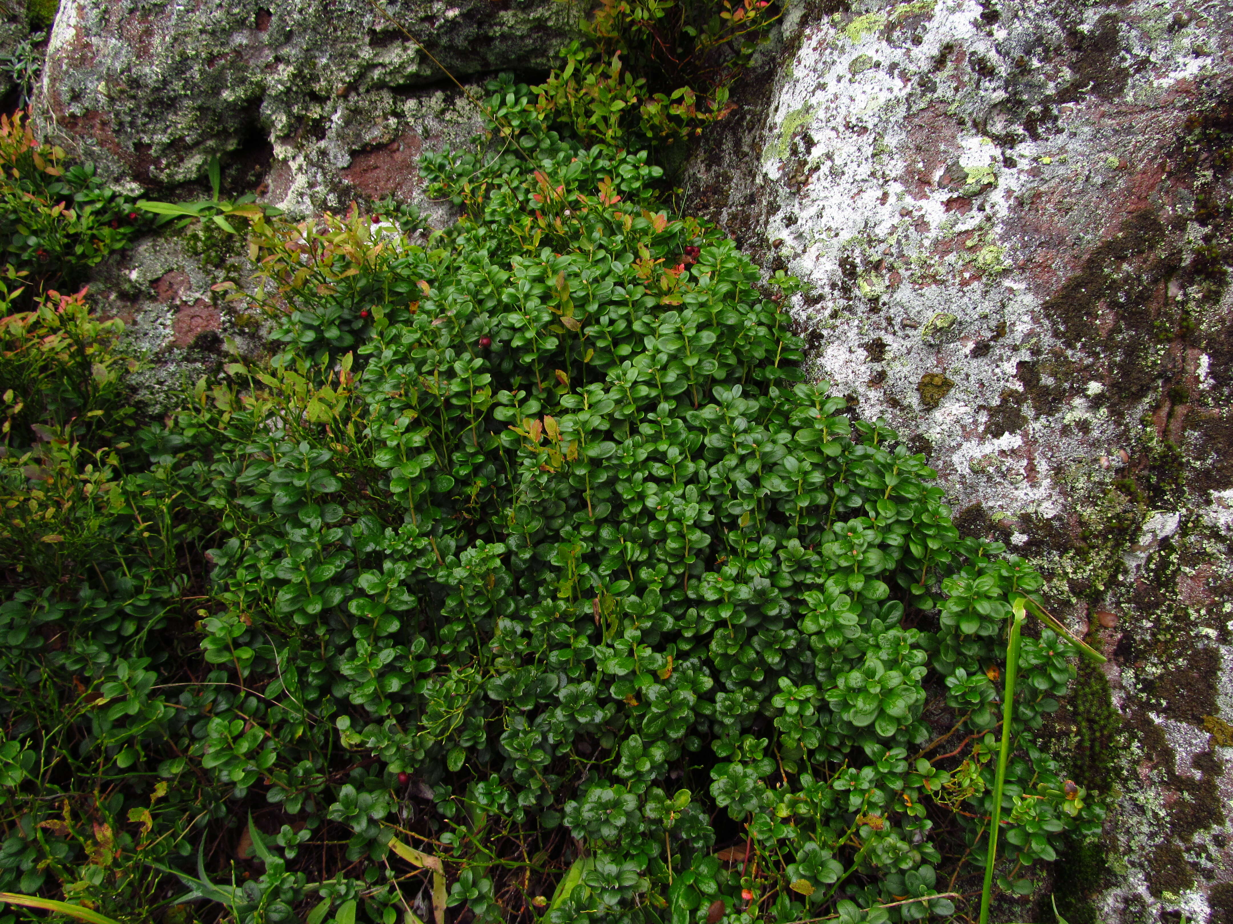 Image of lingonberry