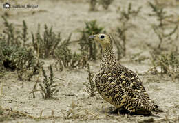 Image of Chestnut-bellied Sandgrouse