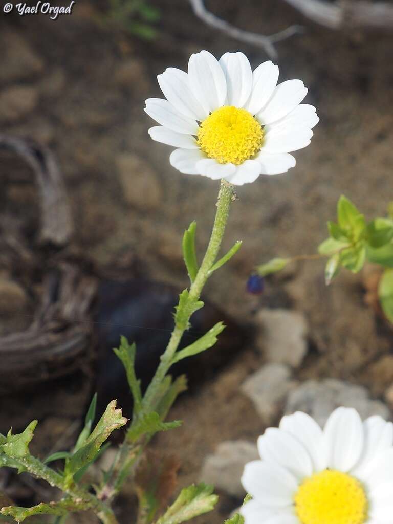 Image of Anthemis leucanthemifolia Boiss. & Blanche