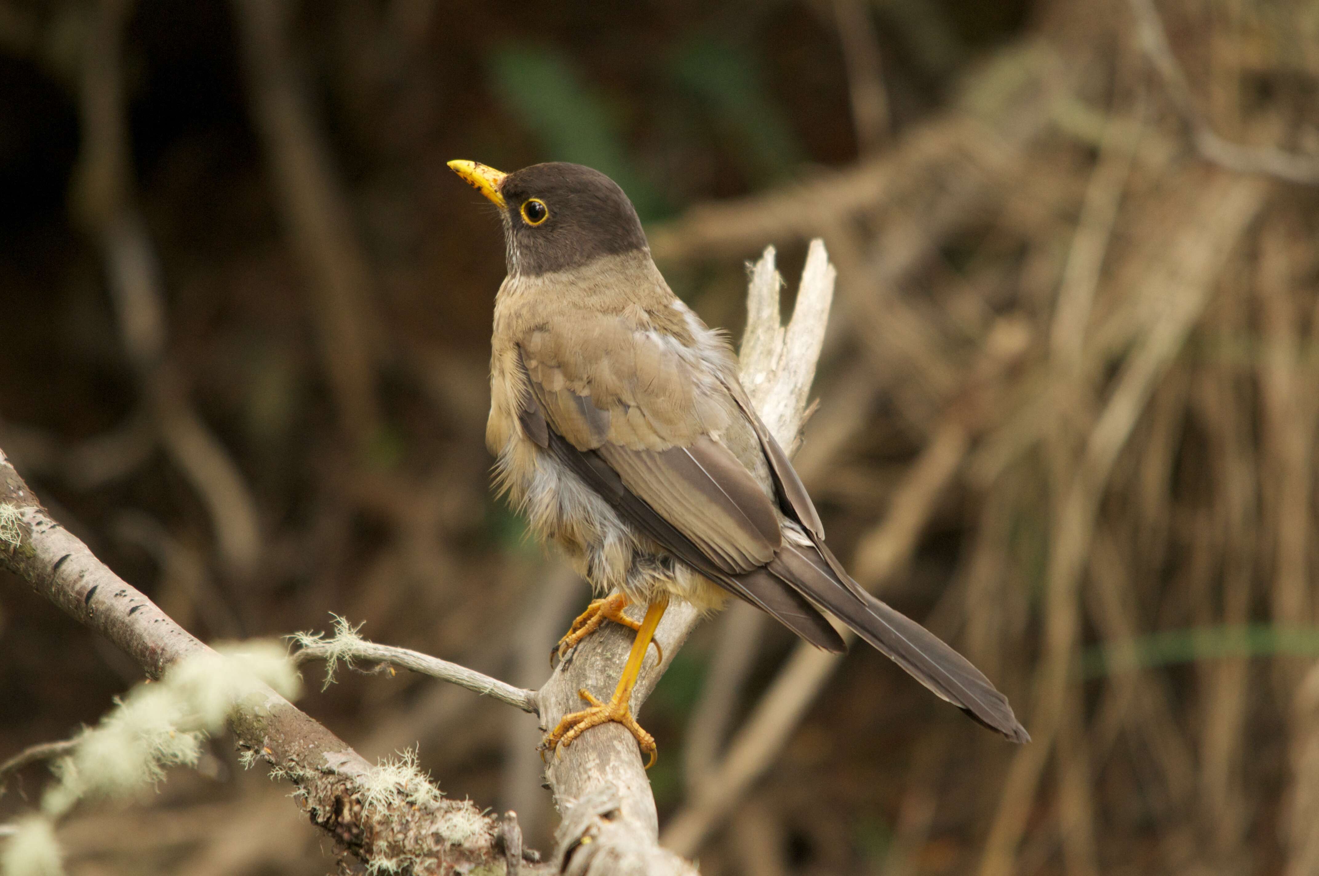 Image of Austral Thrush