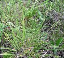 Panicum linearifolium Scribn. resmi