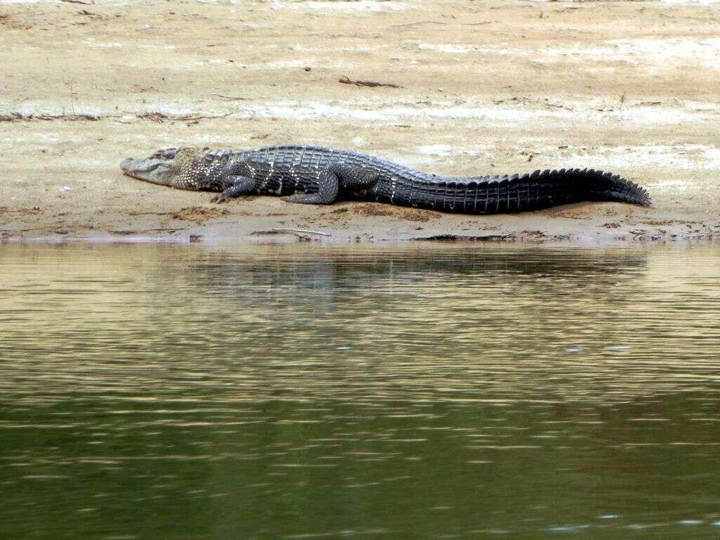 Image of Melanosuchus