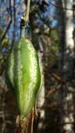 Image of Trochomeriopsis diversifolia Cogn.