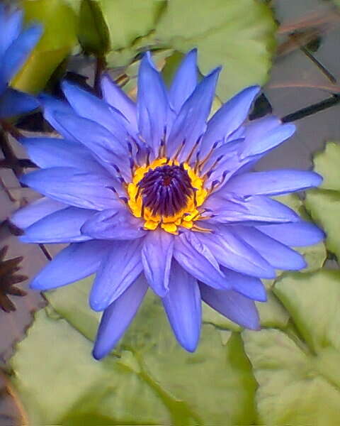 Image of Cape Blue Water-Lily