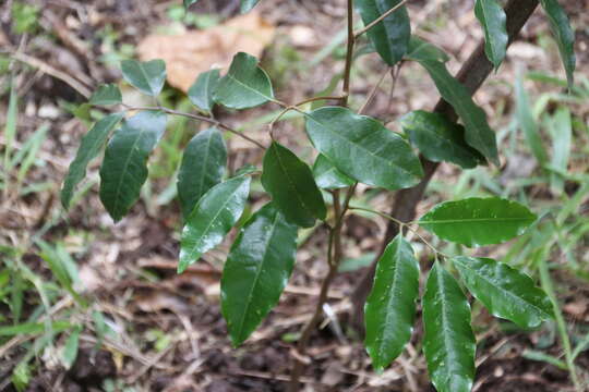 Image of Castanospora