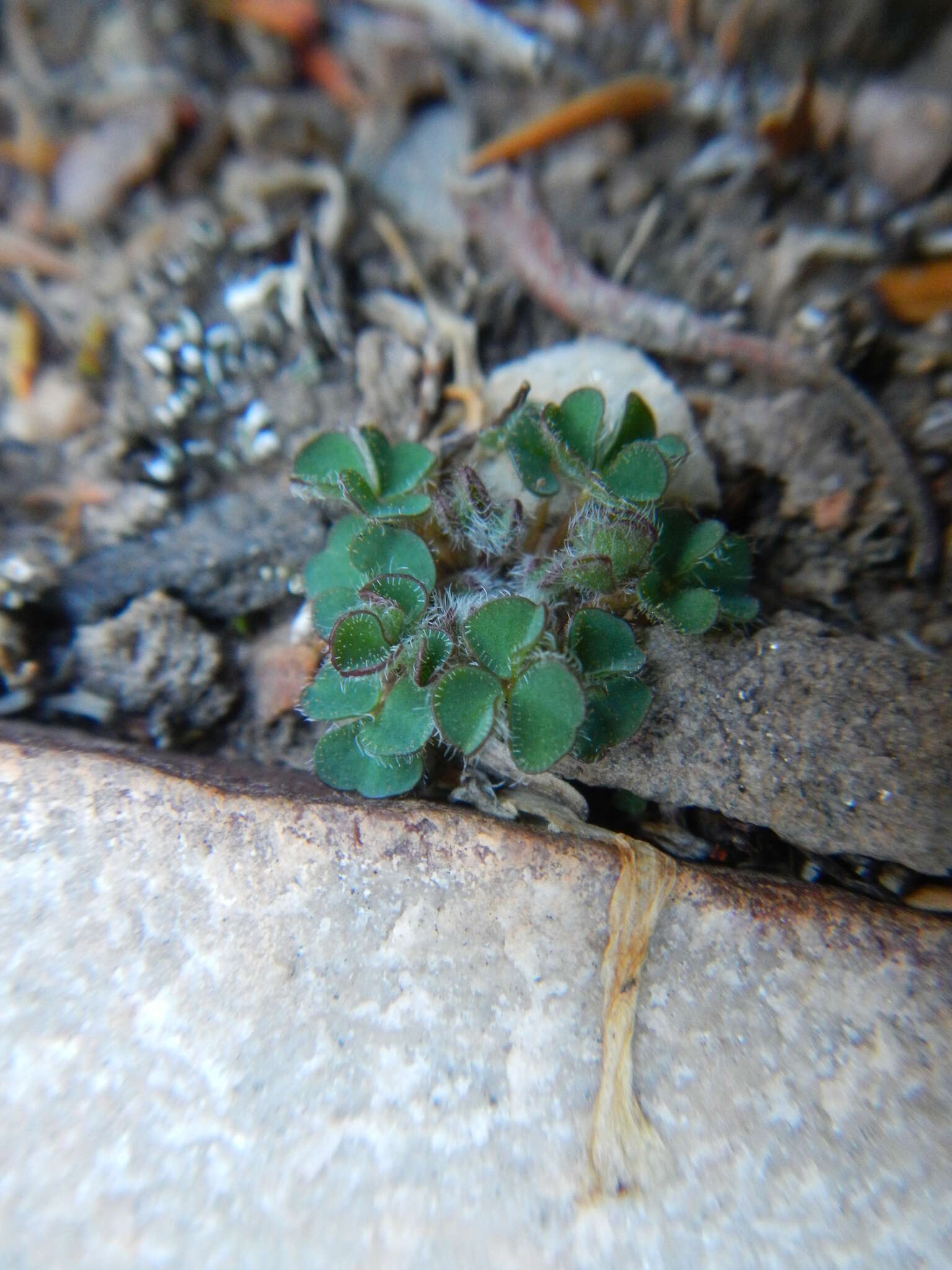 Sivun Oxalis fibrosa F. Bolus kuva