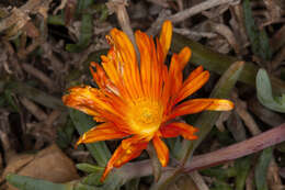 Image of Lampranthus aureus (L.) N. E. Br.