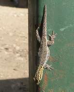 Image of painted dwarf gecko