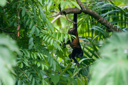 Sivun Alouatta palliata palliata (Gray 1849) kuva