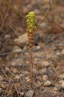 Image of Sideritis montana subsp. montana