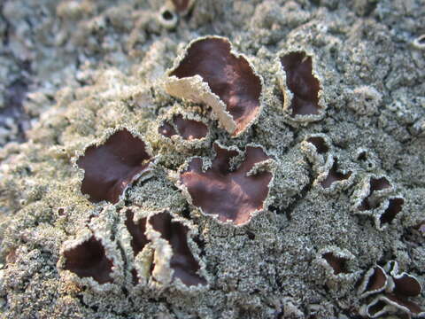 Image of Peppered rock-shield