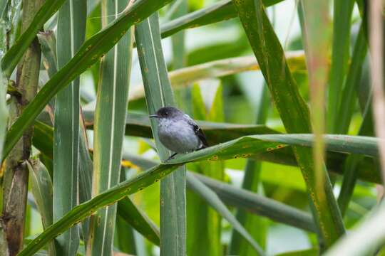 Serpophaga cinerea (Tschudi 1844)的圖片