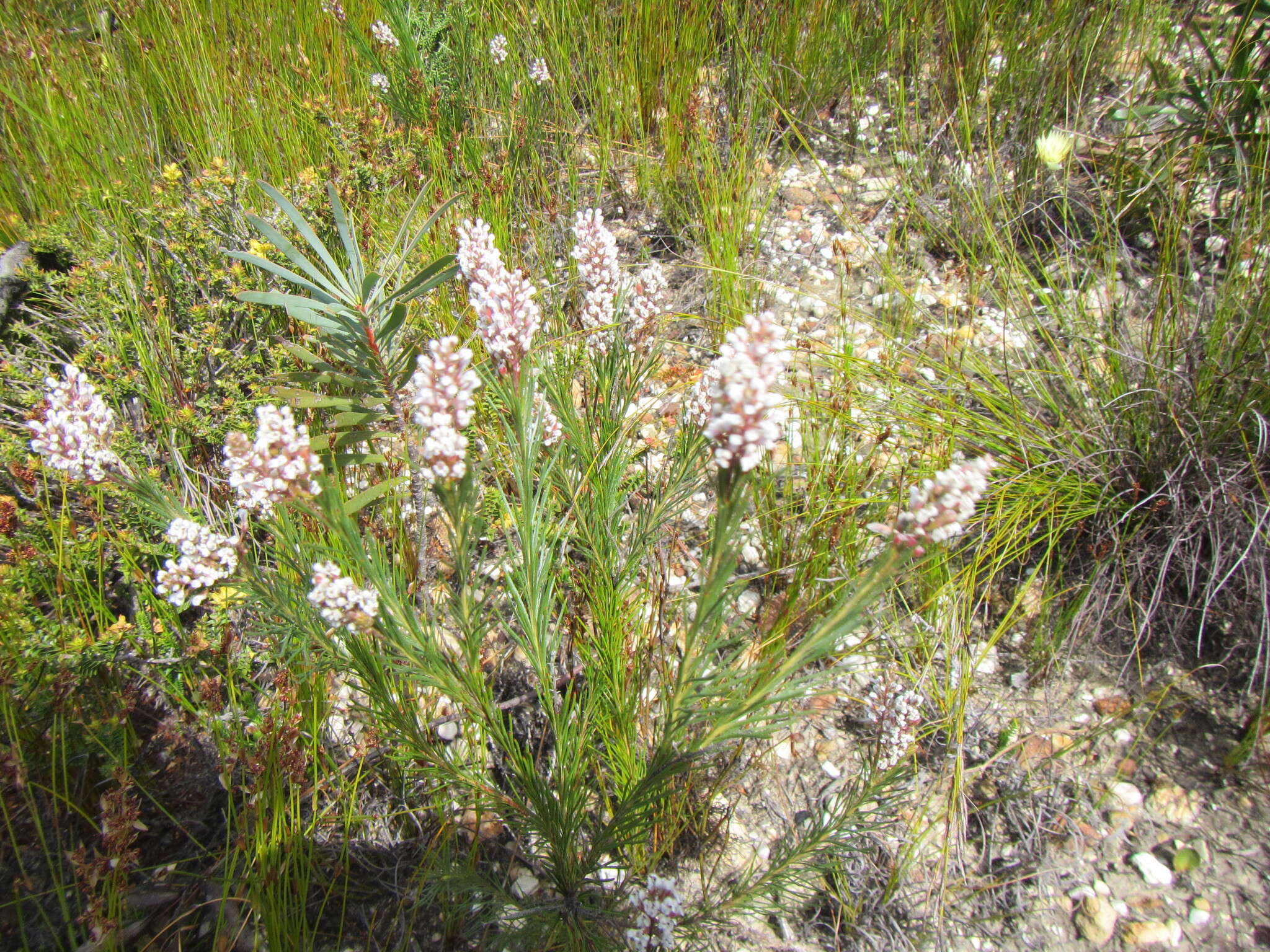 Image of Spatalla racemosa (L.) Druce