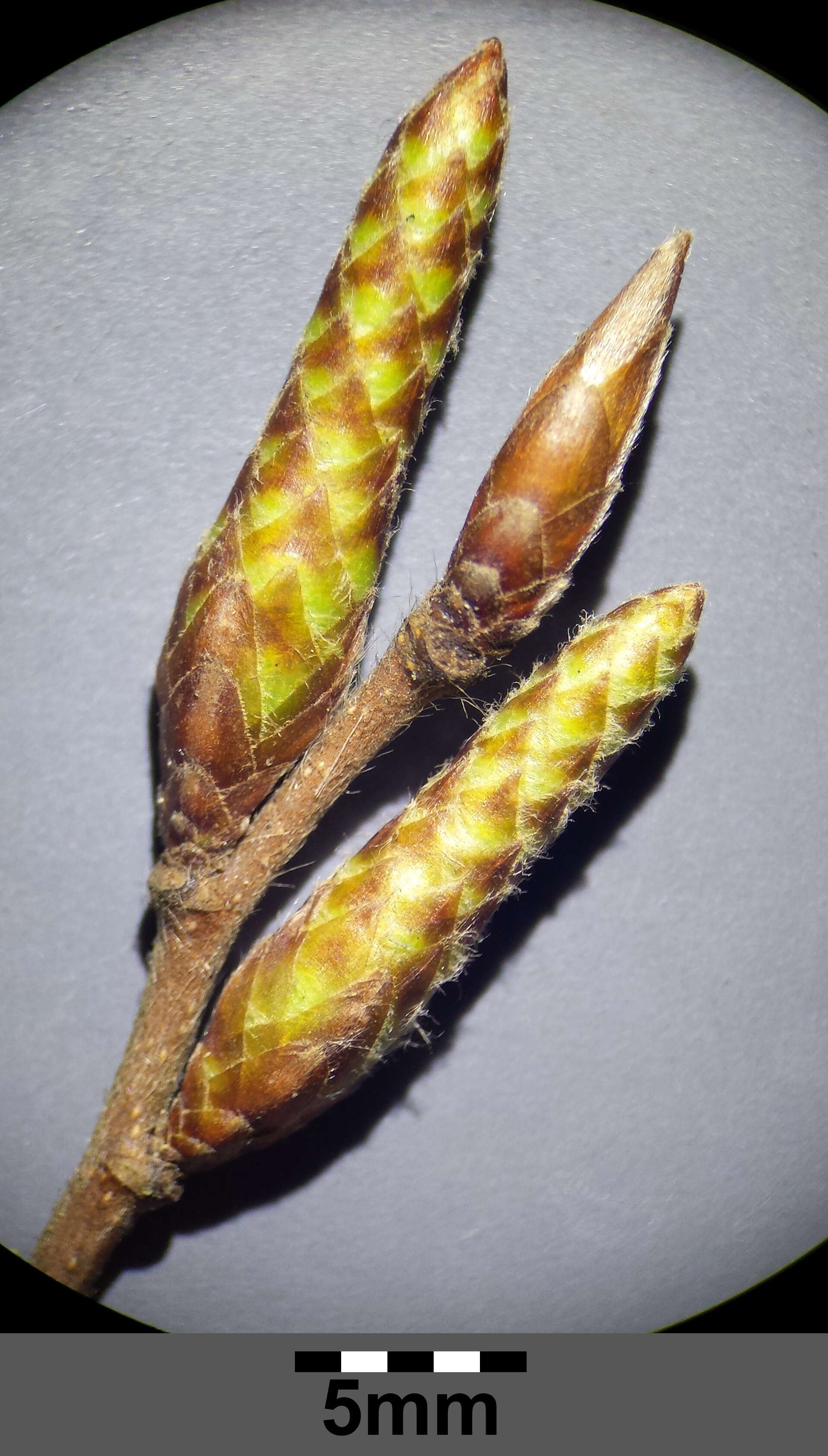 Image of European hornbeam