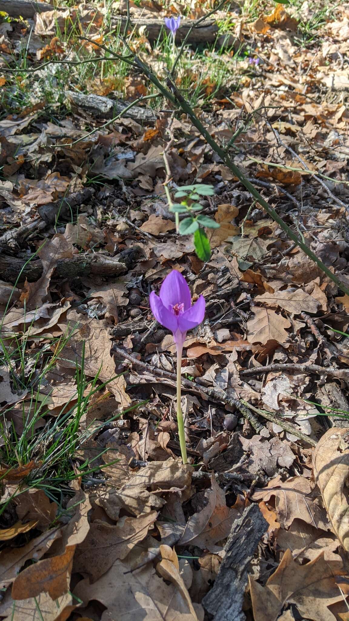 Image of Crocus banaticus J. Gay