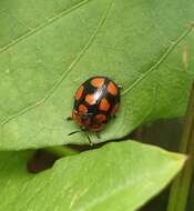 Image of Chelymorpha areata (Erichson 1847)