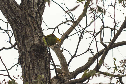 Image of Yellow-headed Parrot, Yellow-headed Amazon