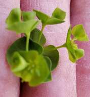 Слика од Euphorbia tetrapora Engelm.