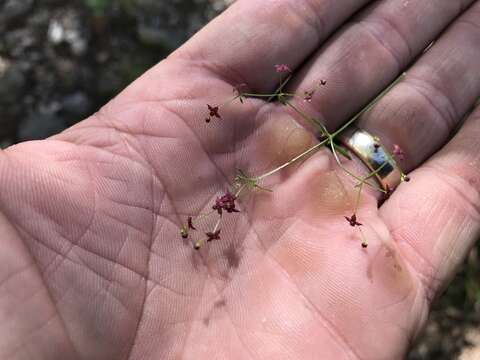 Plancia ëd Galium wrightii A. Gray