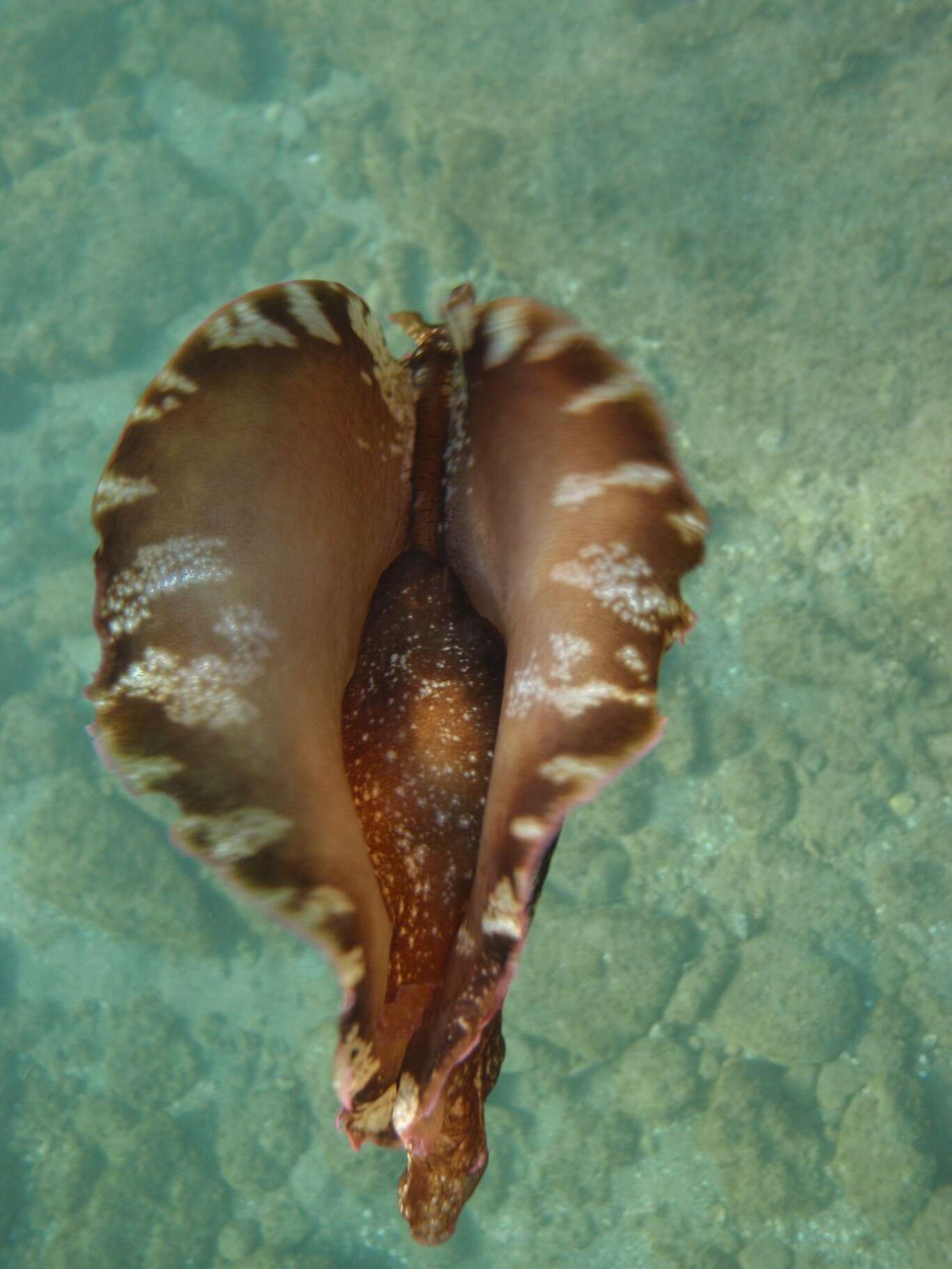 Image of banded sea hare