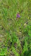 Image of Oxytropis knjazevii