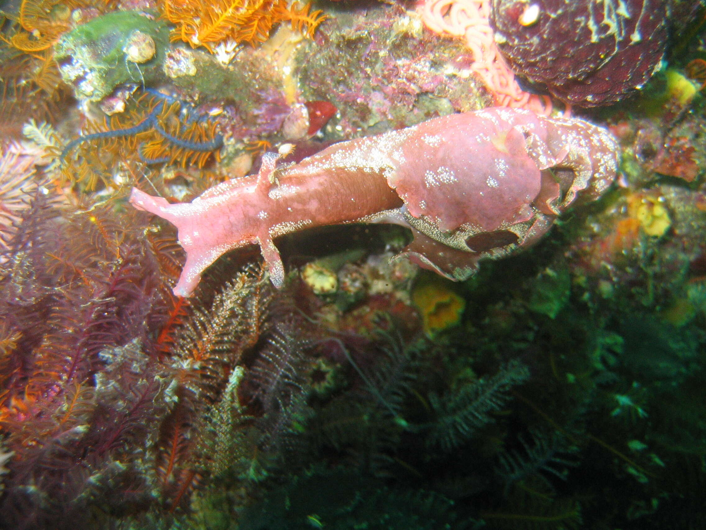 Image of Dwarf sea hare