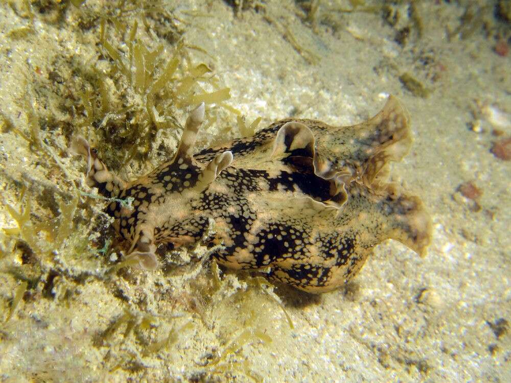 Image of walking sea hare