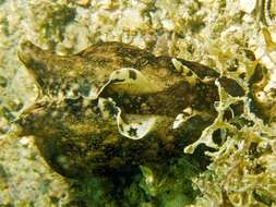 Image of walking sea hare