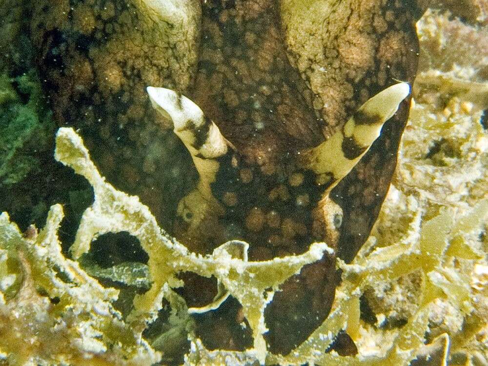 Image of walking sea hare