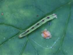 Imagem de Eupithecia actaeata Walderdorff 1869