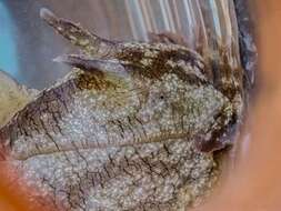 Image of banded sea hare