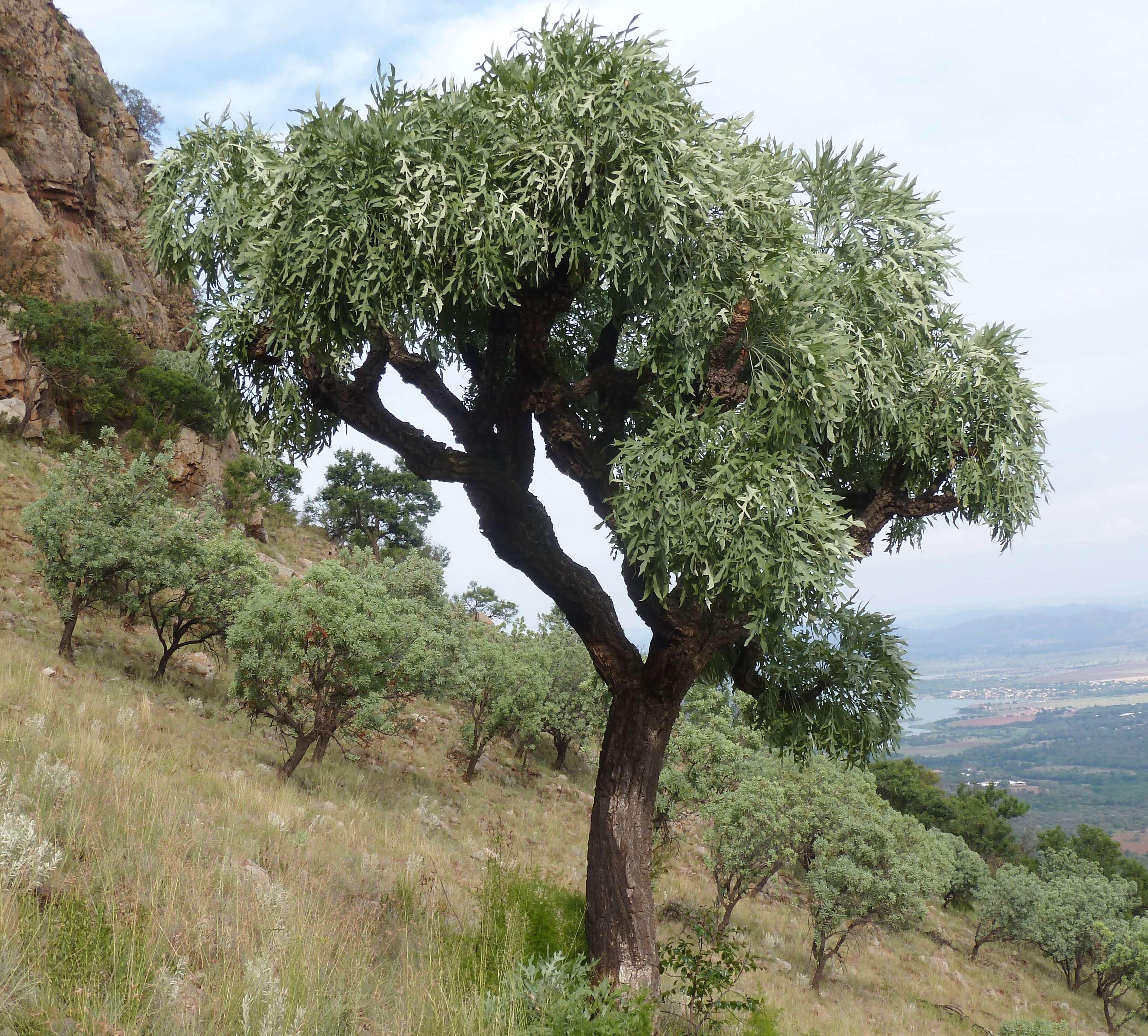 Image of Highveld Cabbage Tree