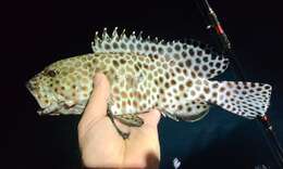 Image of Barred-chest Rock-cod