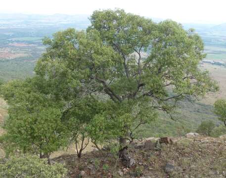 Image of Faurea saligna Harv.