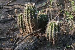 Image of Echinopsis aurea Britton & Rose