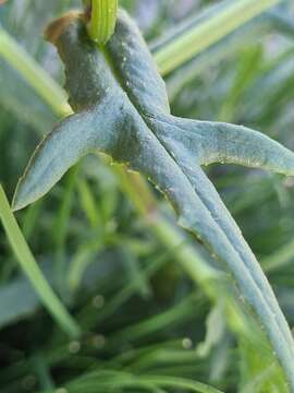 Image of Madagascar ragwort