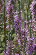 Image of Purple Loosestrife