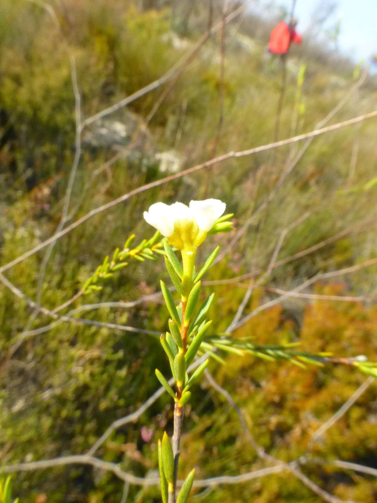 Image of Lachnaea capitata (L.) Cr.