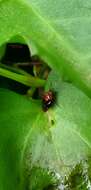 Sivun Neocapsus cuneatus Distant 1893 kuva