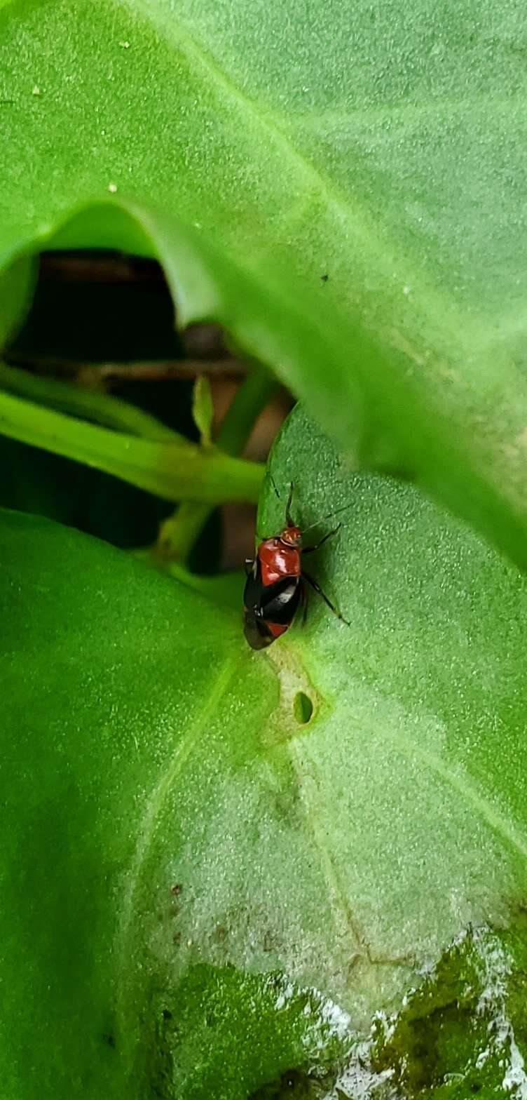 Image of Neocapsus cuneatus Distant 1893