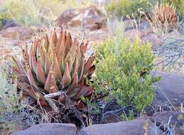 Image of Aloe broomii var. broomii